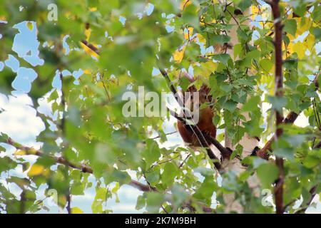 Scoiattolo rosso eurasiatico (Sciurus vulgaris) nascosto in un denso albero di betulla. Foto Stock