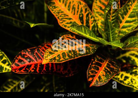 Ficus lascia in verde, arancione, rosso e giallo come vista di dettaglio Foto Stock