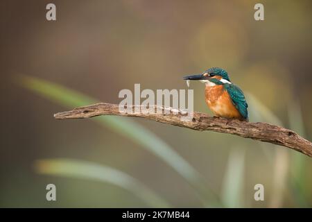 Martin pescatore comune che tiene un piccolo pesce in un becco su un ramoscello nella natura autunnale Foto Stock