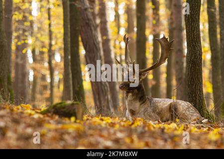 Fallow cervo giacente su foglie arancioni e gialle nella foresta autunnale Foto Stock