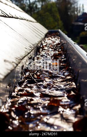 Un ritratto di una grondaia del tetto intasata con molte foglie autunnali colorate in esso e acqua che non può essere drenata. Si tratta di un'attività annuale durante l'autunno Foto Stock