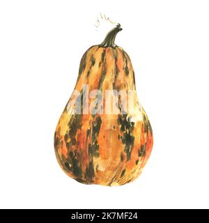 Zucca su sfondo bianco. Dipinto a mano in acquerello. Oggetto isolato. Foto Stock