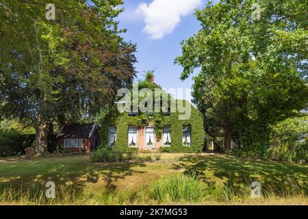 Casa colonica coltivata da edera tra alberi a Tolbert nel comune Westerkwartier in provincia di Groningen nei Paesi Bassi. Foto Stock