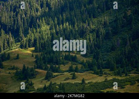 colline boscose in una luce applacciata. bellissimo paesaggio naturale in estate. alberi di abete su ripidi pendii erbosi Foto Stock