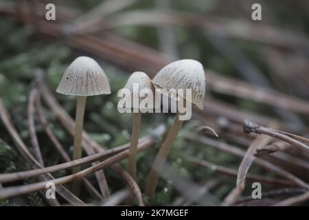 un gruppo di funghi filigrini, sul pavimento della foresta in luce soffusa. Macro scattata dalla natura Foto Stock