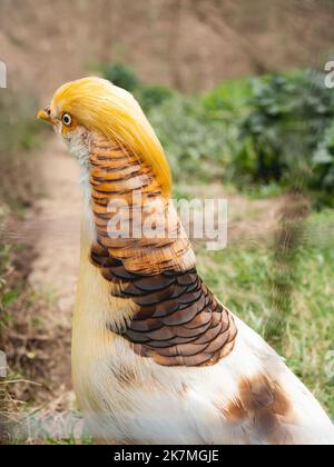 Fagiano d'oro o Chrysolophus pictus, noto anche come fagiano cinese. Uccello luminoso con piume gialle in erba. Foto Stock