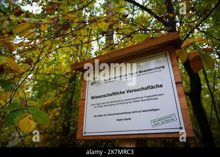 18 ottobre 2022, Brandeburgo, Chorin: Un segno 'Area sperimentale scientifica' si trova vicino Niederfinow, ai margini di un'area sperimentale del Landeskompetenzzentrum Forst Eberswalde (LFE). La conversione forestale con faggi rossi e pini attuata nella zona di prova è esemplare per la pratica forestale del Brandeburgo. Tra le altre cose, le questioni della regolazione della luce intervenendo nella pineta, l'influenza della selvaggina quando le recinzioni non sono utilizzate, e la diversificazione attraverso altre specie di alberi misti e compagni sono in corso di studio qui. Il Ministro dell'agricoltura Vogel ha visitato la foresta Foto Stock