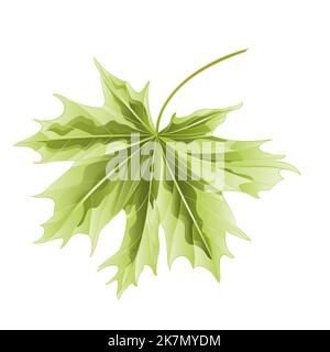 Foglia color acero su sfondo bianco disegno vettoriale Illustrazione Vettoriale