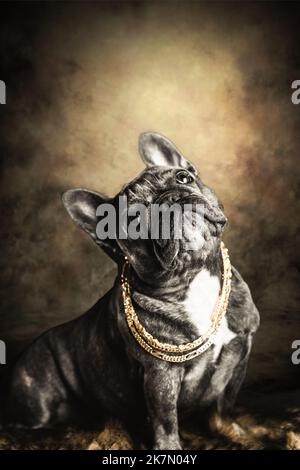Un colpo verticale di un bel Bulldog francese contro un muro grungo Foto Stock