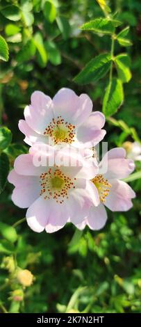 Un colpo verticale di rosa fiori rose cane con foglie verdi sullo sfondo. Foto Stock
