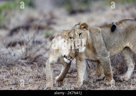 Un fuoco selettivo dei leoni giovani che si legano sull'erba gialla con fondo sfocato Foto Stock