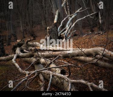 I tronchi e i rami caduti di faggio nel fogliame autunnale catturati nella foresta di Epping Foto Stock