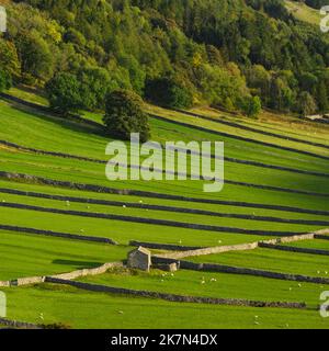 Paesaggio panoramico Wharfedale (pendio a valle, alberi boscosi, collina, vecchio fienile rustico in pietra, sistemi di campo) - Kettlewell, Yorkshire Dales, Inghilterra, Regno Unito. Foto Stock