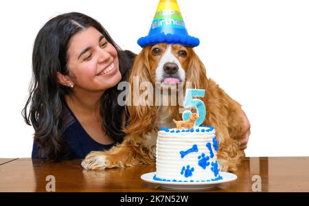 Una giovane donna brunetta celebra il cinquantesimo compleanno del suo cucciolo di cane spaniel cocker Foto Stock