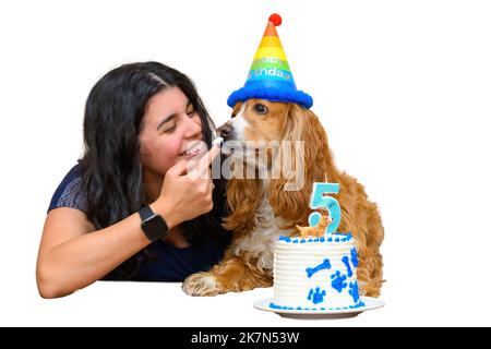 Una giovane donna brunetta celebra il cinquantesimo compleanno del suo cucciolo di cane spaniel cocker Foto Stock