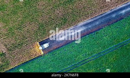 Volo aereo con drone sulla mietitrebbiatrice che raccoglie mais secco sul campo in un giorno d'autunno di sera o di mattina. Vista dall'alto delle macchine trebbiatrici in funzione in Cornfield. Raccogliendo, lavori agricoli ed agricoli, Farming. Foto di alta qualità Foto Stock