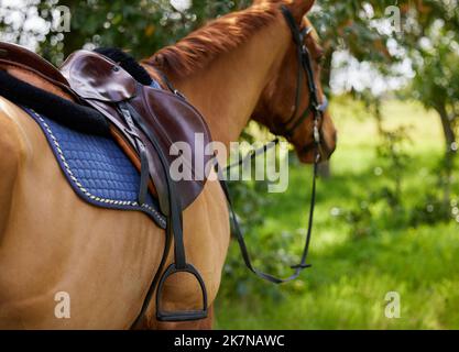 A volte un cavallo selvaggio ha bisogno di sentire che il suo pilota. un cavallo in piedi fuori. Foto Stock