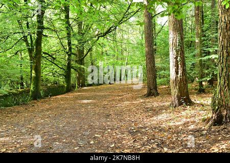 Foresta di Mamhead. Foto Stock