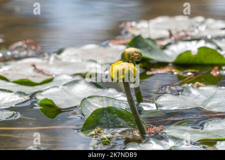 Luce del sole sullo stagno della foresta dove un'ape si tuffa su un fiore giallo. Foto Stock