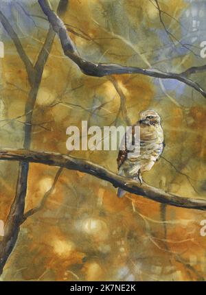 Hawk pittura di acquerello di arte fine. Fauna selvatica arte uccello pittura marrone decorazione casa falco su ramo paesaggio arte Foto Stock