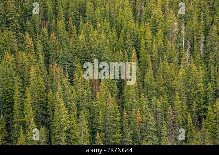 Pini nelle Montagne Rocciose canadesi Foto Stock