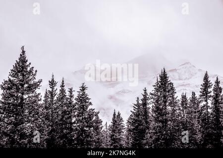 Alberi di pino nelle Montagne Rocciose canadesi con montagne che nevicano dietro in bianco e nero Foto Stock