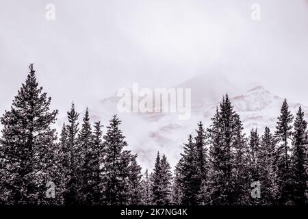 Pine Trees in the Canadian Rockies with snowing mountains behind in black and white Foto Stock