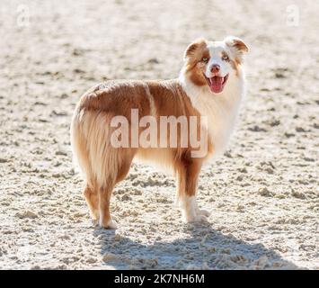 Pastore australiano rosso tricolore. Bel ritratto di cane purosangue all'aperto primo piano. PET bloccato fuori la sua lingua. Nessuna gente. Aussie in piedi su bianco Foto Stock