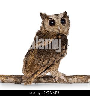 Carino marrone indiano Scops gufo aka Otus bakkamoena, seduta all'indietro sul ramo. Guardando oltre la spalla verso la fotocamera. Isolato su sfondo bianco. Foto Stock
