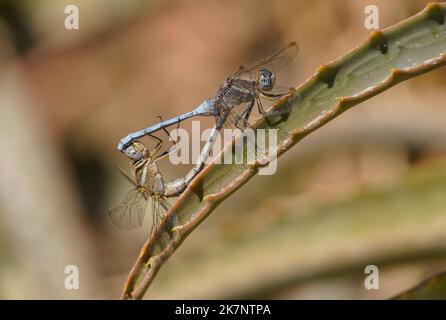 Primo piano di un Epaulet skimmers, Orthetrum chrysostigma, dragonflies accoppiamento maschio e femmina. A foglia, Spagna. Foto Stock