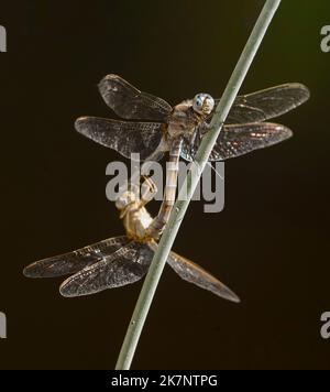 Primo piano di un Epaulet skimmers, Orthetrum chrysostigma, dragonflies accoppiamento maschio e femmina. A foglia, Spagna. Foto Stock