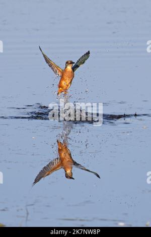 Comune Kingfisher (Alcedo atthis) pesca emergente da acqua Norfolk GB Regno Unito Ottobre 2022 Foto Stock