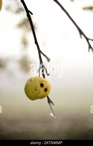 Una mela congelata che si deforma su un albero. Foto Stock