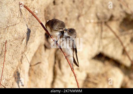 Sabbia martins (Riparia Riparia) lungo dune di sabbia dove la colonia nidificare. Baie du mont Saint Michel, Manica, Normandie, Francia. Foto Stock