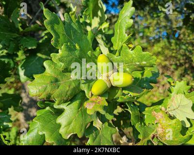 Vista ravvicinata dei frutti di Acorns sul ramo di querce nell'ecosistema autunnale della foresta Foto Stock