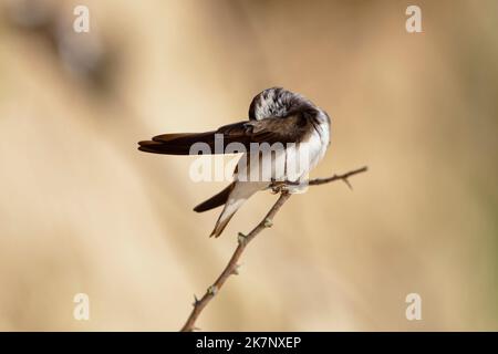 Sabbia martin (Riparia Riparia) che grooming lungo le dune di sabbia dove la colonia nidificare. Baie du mont Saint Michel, Manica, Normandie, Francia. Foto Stock