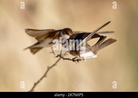 Sabbia martins (Riparia Riparia) lungo dune di sabbia dove la colonia nidificare. Baie du mont Saint Michel, Manica, Normandie, Francia. Foto Stock