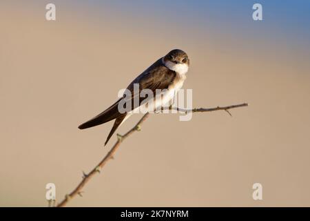 Sabbia martin (riparia riparia) lungo dune di sabbia dove la colonia nidificare. Baie du mont Saint Michel, Manica, Normandie, Francia. Foto Stock