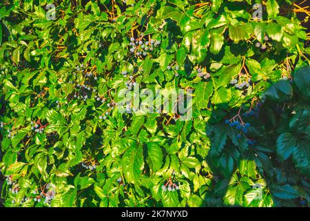 Foglie di uve selvatiche. Parete di foglie di uva selvatica. Primo piano tessitura di foglie verdi di uva selvatica Foto Stock