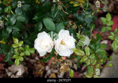 Fiori, dettaglio, fiori: Rosa Evergreen, rosa semprevirens Foto Stock