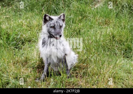 A white arctic fox during summer season Foto Stock