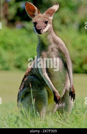 Il wallaby di coda di balena (Notamacropus parryi), noto anche come wallaby dalla facciata graziosa, è una specie di wallaby che si trova nell'Australia orientale. Foto Stock