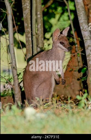 Il wallaby di coda di balena (Notamacropus parryi), noto anche come wallaby dalla facciata graziosa, è una specie di wallaby che si trova nell'Australia orientale. Foto Stock