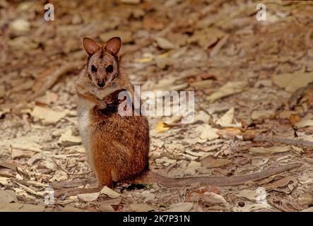 Il wallaby delle mammelle (Notamacropus eugenii), noto anche come wallaby delle dama o wallaby di darma, è un piccolo macropod nativo dell'Australia meridionale e occidentale. Foto Stock