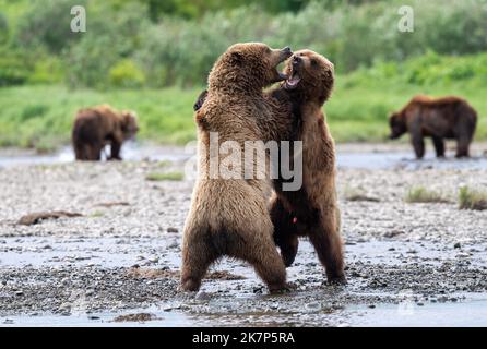 Due orsi bruni dell'Alaska giocano a combattere sul bordo di un torrente Foto Stock