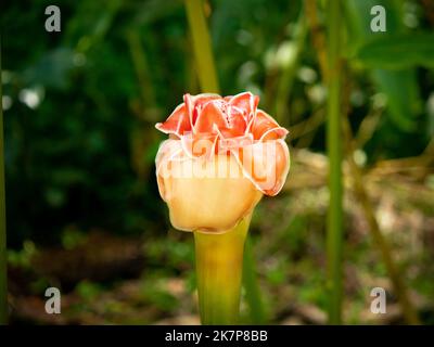 Fiore rosa conosciuto come zenzero di torcia, giglio rosso di zenzero, zenzero selvatico, (Elatior di Etlingera) nel giardino in un giorno di sole Foto Stock