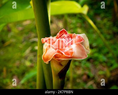 Fiore rosa conosciuto come zenzero di torcia, giglio rosso di zenzero, zenzero selvatico, (Elatior di Etlingera) nel giardino in un giorno di sole Foto Stock