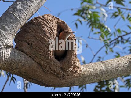 Rufous Hornero (Furnarius rufus) adulto che guarda fuori dal nido in albero Pantanal, Brasile. Luglio Foto Stock