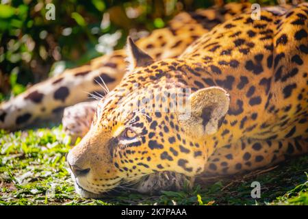 Jaguar Panthera onca, maestoso felino che riposa a Pantanal, Brasile Foto Stock