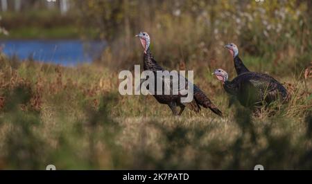 Tre tacchini tom nel Wisconsin settentrionale. Foto Stock